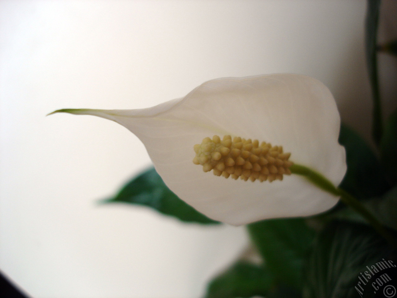 White color Peace Lily -Spath- flower.
