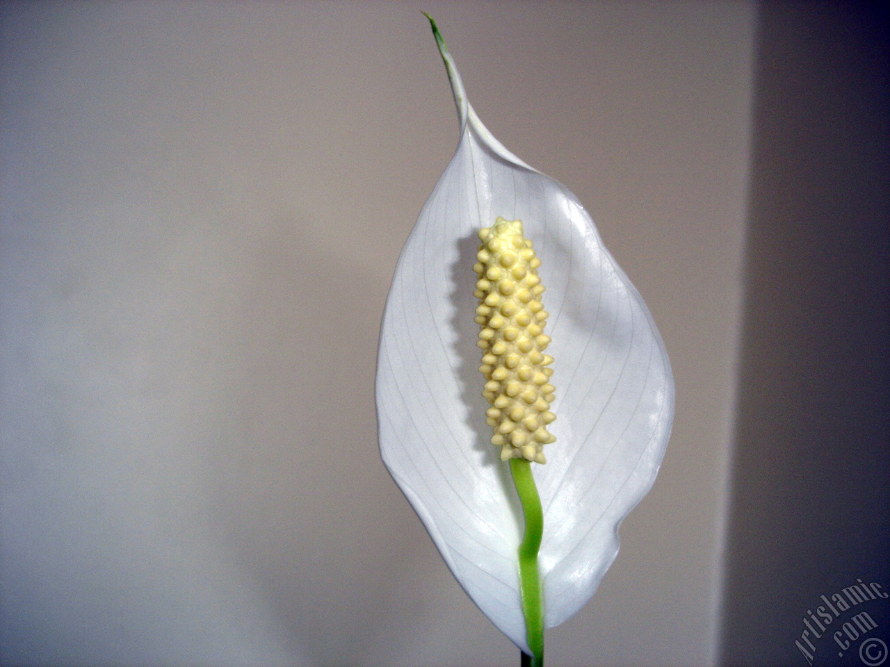 White color Peace Lily -Spath- flower.
