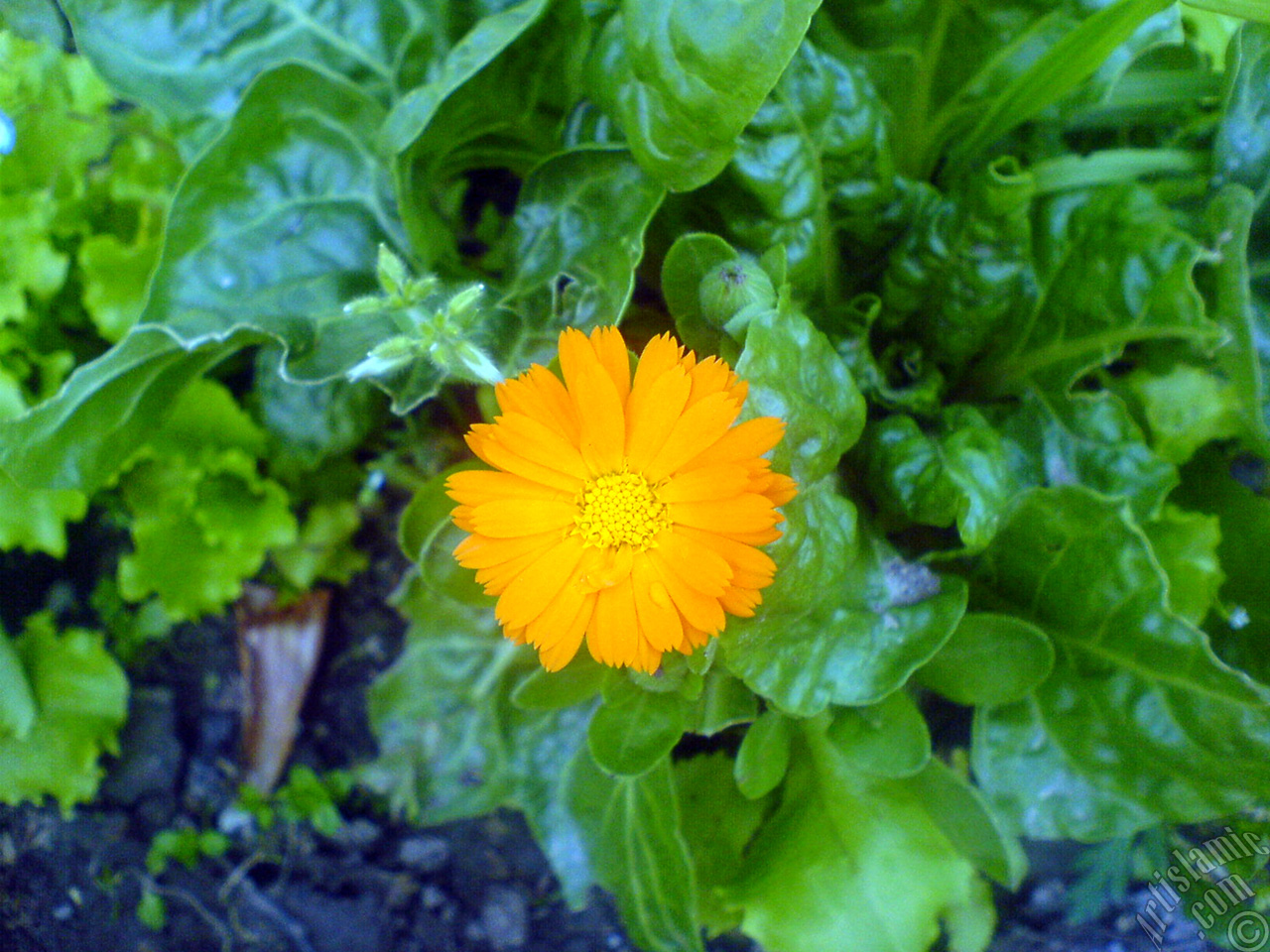 Dark orange color Pot Marigold -Scotch Marigold- flower which is similar to yellow daisy.
