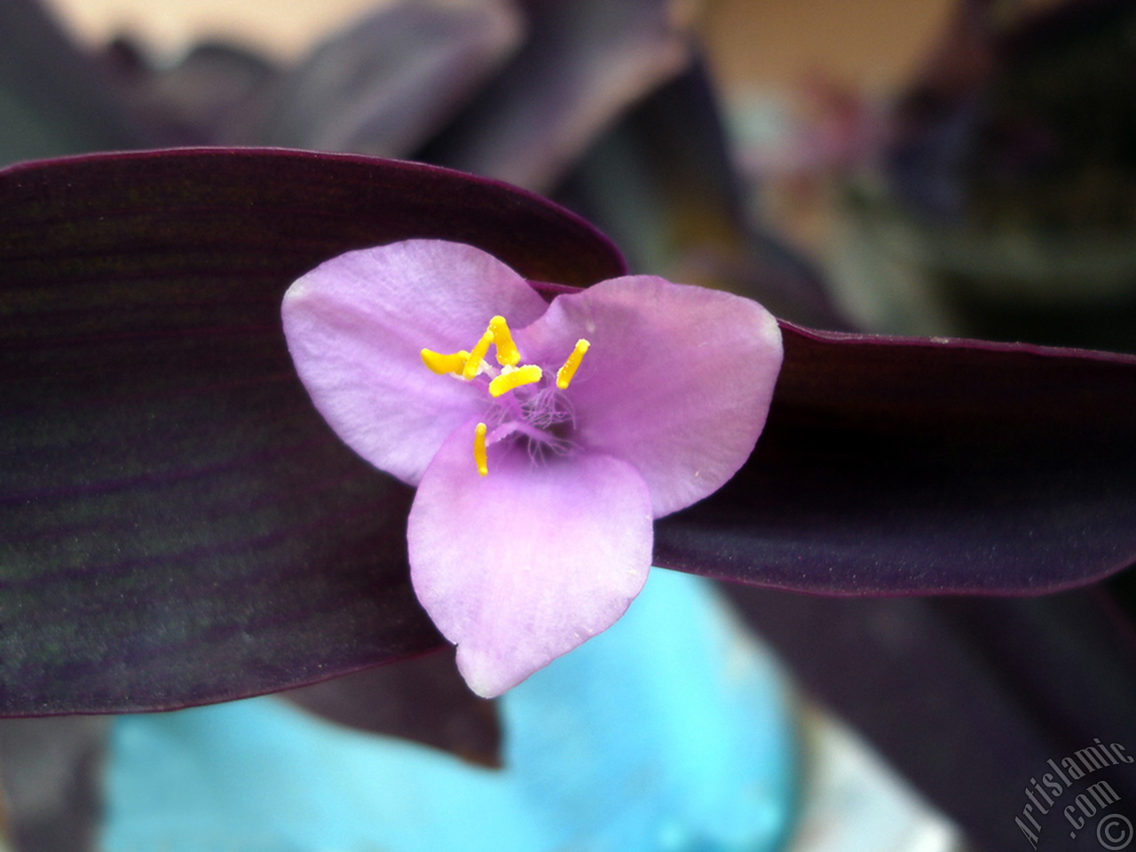 Purple Heart -Purple Queen- flower.
