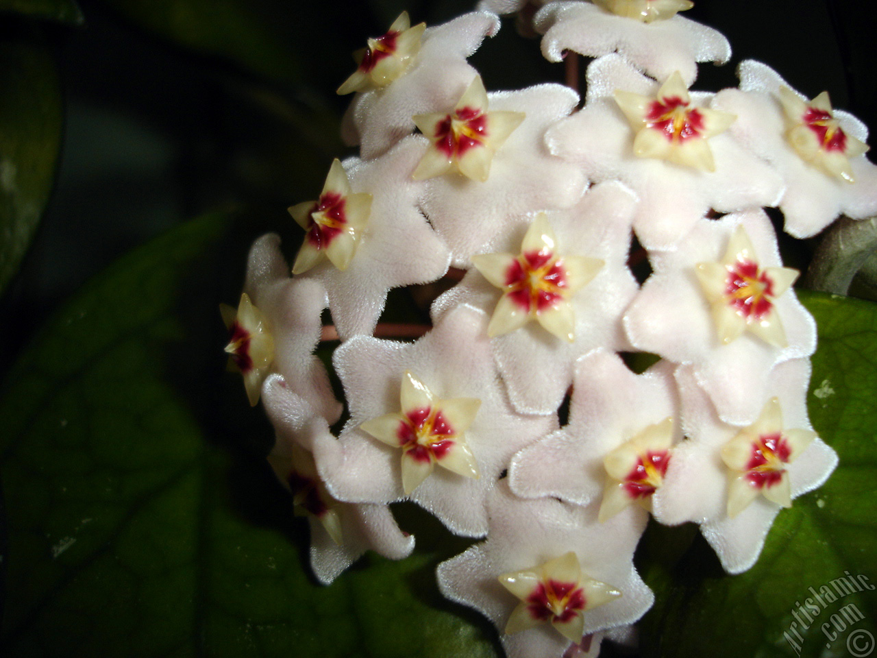 Wax Plant flower.
