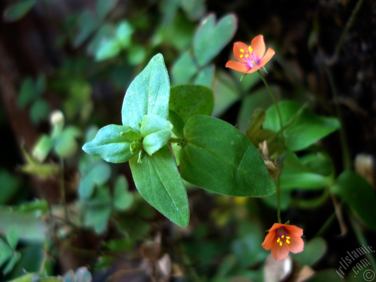 Shamrock -Wood Sorrel- flower.
