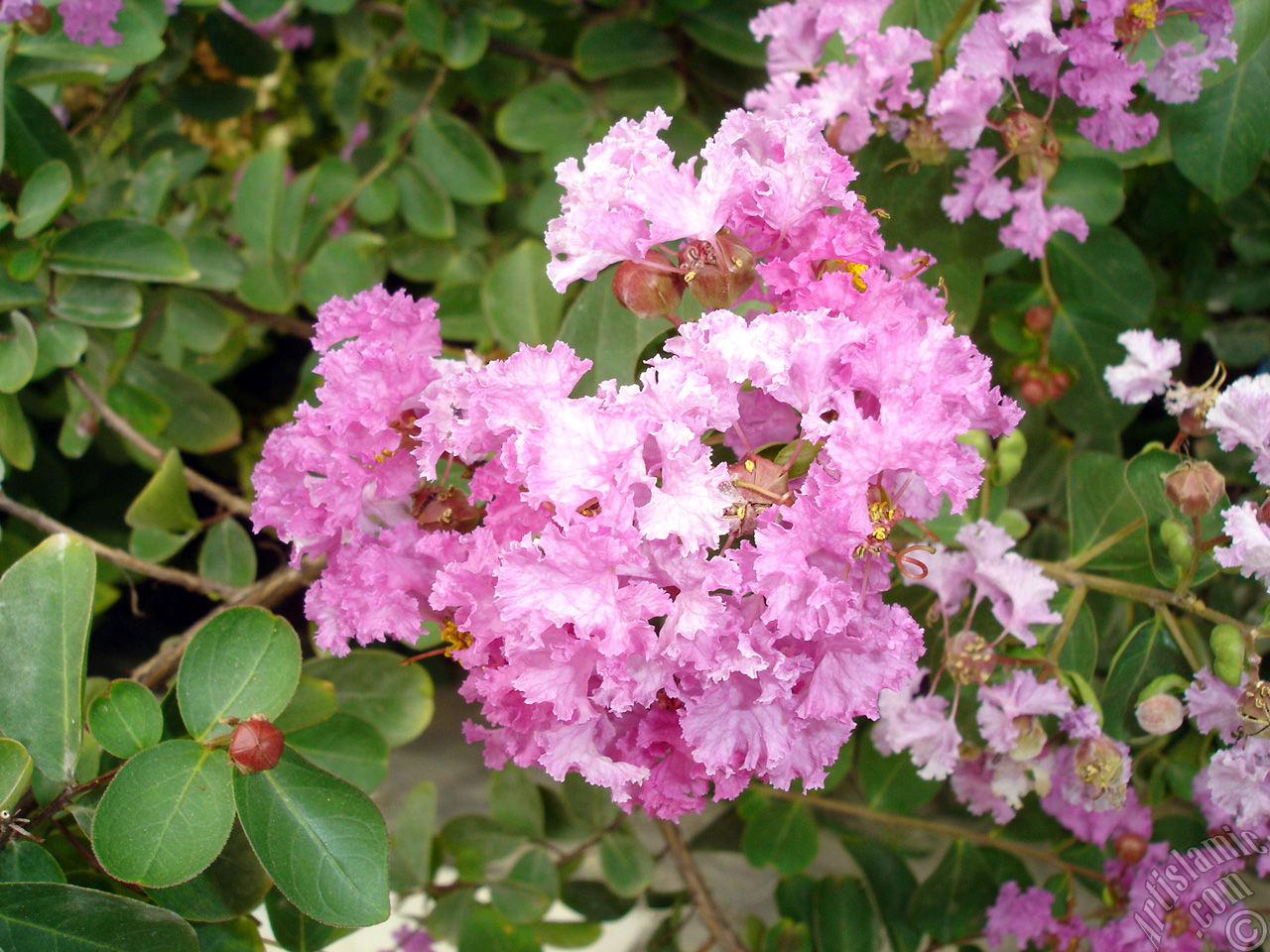 Crape Myrtle -Crepe Myrtle- flower.
