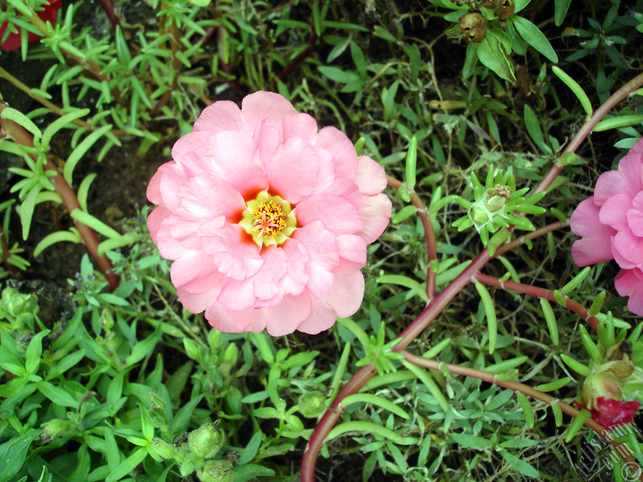 Pink Moss rose -Perslane, Purslane- flower.
