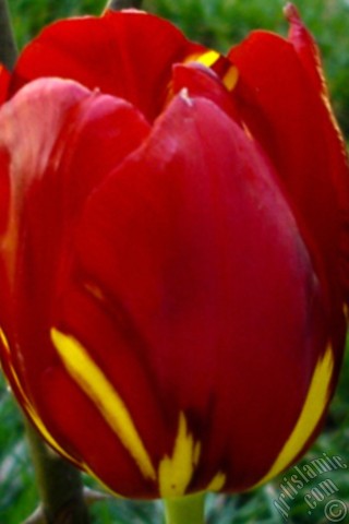 A mobile wallpaper and MMS picture for Apple iPhone 7s, 6s, 5s, 4s, Plus, iPods, iPads, New iPads, Samsung Galaxy S Series and Notes, Sony Ericsson Xperia, LG Mobile Phones, Tablets and Devices: Red-yellow color Turkish-Ottoman Tulip photo.
