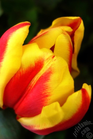 A mobile wallpaper and MMS picture for Apple iPhone 7s, 6s, 5s, 4s, Plus, iPods, iPads, New iPads, Samsung Galaxy S Series and Notes, Sony Ericsson Xperia, LG Mobile Phones, Tablets and Devices: Red-yellow color Turkish-Ottoman Tulip photo.
