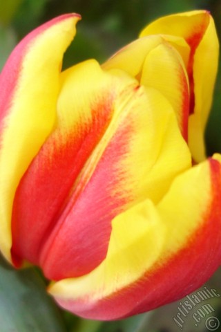 A mobile wallpaper and MMS picture for Apple iPhone 7s, 6s, 5s, 4s, Plus, iPods, iPads, New iPads, Samsung Galaxy S Series and Notes, Sony Ericsson Xperia, LG Mobile Phones, Tablets and Devices: Red-yellow color Turkish-Ottoman Tulip photo.
