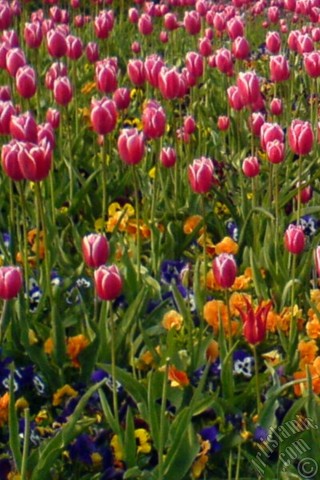 A mobile wallpaper and MMS picture for Apple iPhone 7s, 6s, 5s, 4s, Plus, iPods, iPads, New iPads, Samsung Galaxy S Series and Notes, Sony Ericsson Xperia, LG Mobile Phones, Tablets and Devices: Turkish-Ottoman Tulips.
