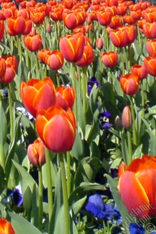 A mobile wallpaper and MMS picture for Apple iPhone 7s, 6s, 5s, 4s, Plus, iPods, iPads, New iPads, Samsung Galaxy S Series and Notes, Sony Ericsson Xperia, LG Mobile Phones, Tablets and Devices: Turkish-Ottoman Tulips.
