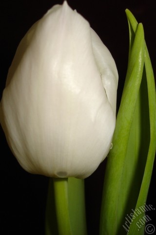 A mobile wallpaper and MMS picture for Apple iPhone 7s, 6s, 5s, 4s, Plus, iPods, iPads, New iPads, Samsung Galaxy S Series and Notes, Sony Ericsson Xperia, LG Mobile Phones, Tablets and Devices: White color Turkish-Ottoman Tulip photo.
