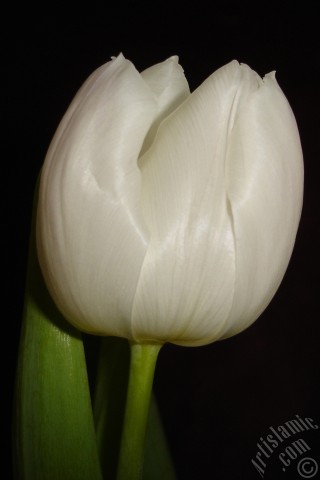 A mobile wallpaper and MMS picture for Apple iPhone 7s, 6s, 5s, 4s, Plus, iPods, iPads, New iPads, Samsung Galaxy S Series and Notes, Sony Ericsson Xperia, LG Mobile Phones, Tablets and Devices: White color Turkish-Ottoman Tulip photo.
