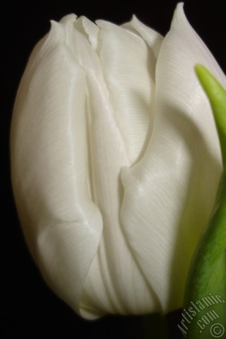 A mobile wallpaper and MMS picture for Apple iPhone 7s, 6s, 5s, 4s, Plus, iPods, iPads, New iPads, Samsung Galaxy S Series and Notes, Sony Ericsson Xperia, LG Mobile Phones, Tablets and Devices: White color Turkish-Ottoman Tulip photo.
