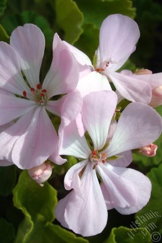 A mobile wallpaper and MMS picture for Apple iPhone 7s, 6s, 5s, 4s, Plus, iPods, iPads, New iPads, Samsung Galaxy S Series and Notes, Sony Ericsson Xperia, LG Mobile Phones, Tablets and Devices: Pink Colored Pelargonia -Geranium- flower.
