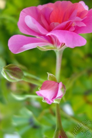 A mobile wallpaper and MMS picture for Apple iPhone 7s, 6s, 5s, 4s, Plus, iPods, iPads, New iPads, Samsung Galaxy S Series and Notes, Sony Ericsson Xperia, LG Mobile Phones, Tablets and Devices: Pink Colored Pelargonia -Geranium- flower.
