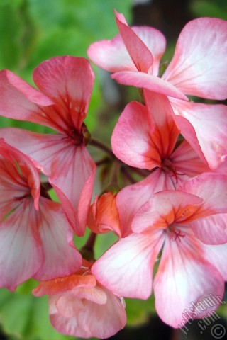 A mobile wallpaper and MMS picture for Apple iPhone 7s, 6s, 5s, 4s, Plus, iPods, iPads, New iPads, Samsung Galaxy S Series and Notes, Sony Ericsson Xperia, LG Mobile Phones, Tablets and Devices: Pink and red color Pelargonia -Geranium- flower.
