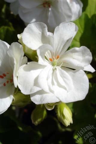 A mobile wallpaper and MMS picture for Apple iPhone 7s, 6s, 5s, 4s, Plus, iPods, iPads, New iPads, Samsung Galaxy S Series and Notes, Sony Ericsson Xperia, LG Mobile Phones, Tablets and Devices: White color Pelargonia -Geranium- flower.
