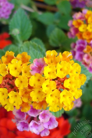 A mobile wallpaper and MMS picture for Apple iPhone 7s, 6s, 5s, 4s, Plus, iPods, iPads, New iPads, Samsung Galaxy S Series and Notes, Sony Ericsson Xperia, LG Mobile Phones, Tablets and Devices: Lantana camara -bush lantana- flower.
