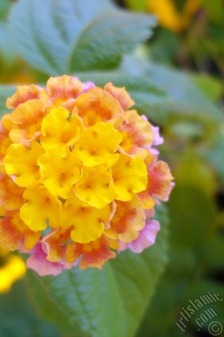 A mobile wallpaper and MMS picture for Apple iPhone 7s, 6s, 5s, 4s, Plus, iPods, iPads, New iPads, Samsung Galaxy S Series and Notes, Sony Ericsson Xperia, LG Mobile Phones, Tablets and Devices: Lantana camara -bush lantana- flower.
