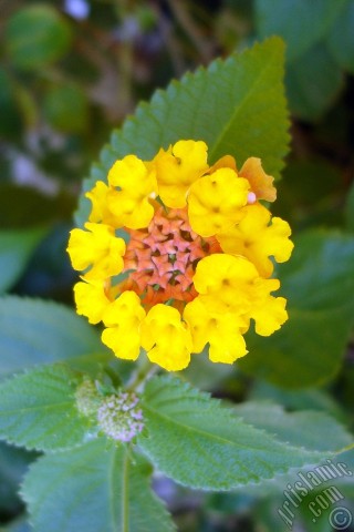 A mobile wallpaper and MMS picture for Apple iPhone 7s, 6s, 5s, 4s, Plus, iPods, iPads, New iPads, Samsung Galaxy S Series and Notes, Sony Ericsson Xperia, LG Mobile Phones, Tablets and Devices: Lantana camara -bush lantana- flower.
