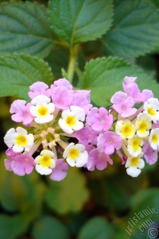 A mobile wallpaper and MMS picture for Apple iPhone 7s, 6s, 5s, 4s, Plus, iPods, iPads, New iPads, Samsung Galaxy S Series and Notes, Sony Ericsson Xperia, LG Mobile Phones, Tablets and Devices: Lantana camara -bush lantana- flower.
