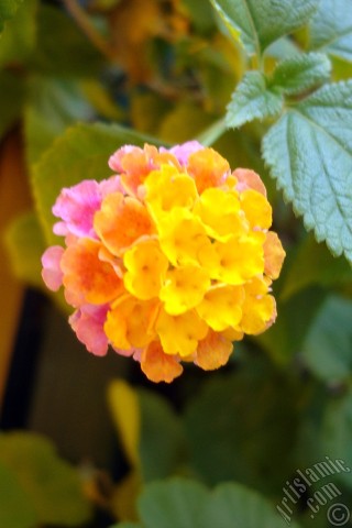 A mobile wallpaper and MMS picture for Apple iPhone 7s, 6s, 5s, 4s, Plus, iPods, iPads, New iPads, Samsung Galaxy S Series and Notes, Sony Ericsson Xperia, LG Mobile Phones, Tablets and Devices: Lantana camara -bush lantana- flower.
