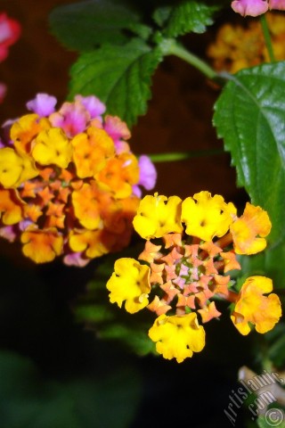 A mobile wallpaper and MMS picture for Apple iPhone 7s, 6s, 5s, 4s, Plus, iPods, iPads, New iPads, Samsung Galaxy S Series and Notes, Sony Ericsson Xperia, LG Mobile Phones, Tablets and Devices: Lantana camara -bush lantana- flower.
