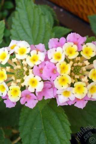 A mobile wallpaper and MMS picture for Apple iPhone 7s, 6s, 5s, 4s, Plus, iPods, iPads, New iPads, Samsung Galaxy S Series and Notes, Sony Ericsson Xperia, LG Mobile Phones, Tablets and Devices: Lantana camara -bush lantana- flower.
