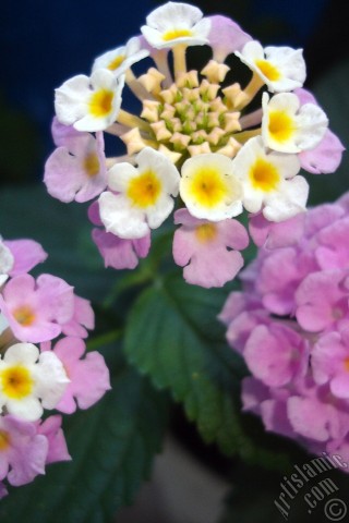 A mobile wallpaper and MMS picture for Apple iPhone 7s, 6s, 5s, 4s, Plus, iPods, iPads, New iPads, Samsung Galaxy S Series and Notes, Sony Ericsson Xperia, LG Mobile Phones, Tablets and Devices: Lantana camara -bush lantana- flower.
