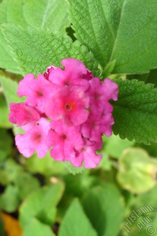 A mobile wallpaper and MMS picture for Apple iPhone 7s, 6s, 5s, 4s, Plus, iPods, iPads, New iPads, Samsung Galaxy S Series and Notes, Sony Ericsson Xperia, LG Mobile Phones, Tablets and Devices: Lantana camara -bush lantana- flower.
