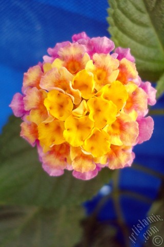 A mobile wallpaper and MMS picture for Apple iPhone 7s, 6s, 5s, 4s, Plus, iPods, iPads, New iPads, Samsung Galaxy S Series and Notes, Sony Ericsson Xperia, LG Mobile Phones, Tablets and Devices: Lantana camara -bush lantana- flower.
