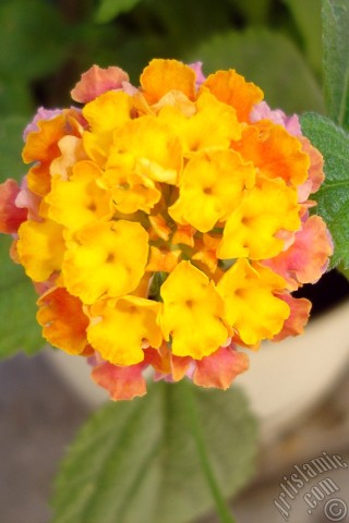 A mobile wallpaper and MMS picture for Apple iPhone 7s, 6s, 5s, 4s, Plus, iPods, iPads, New iPads, Samsung Galaxy S Series and Notes, Sony Ericsson Xperia, LG Mobile Phones, Tablets and Devices: Lantana camara -bush lantana- flower.
