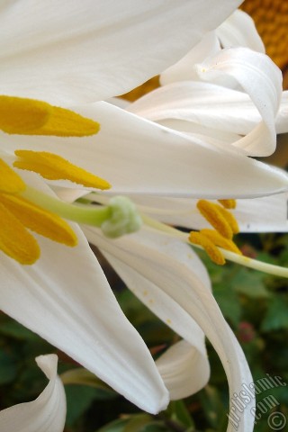 A mobile wallpaper and MMS picture for Apple iPhone 7s, 6s, 5s, 4s, Plus, iPods, iPads, New iPads, Samsung Galaxy S Series and Notes, Sony Ericsson Xperia, LG Mobile Phones, Tablets and Devices: White color amaryllis flower.
