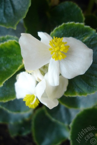 A mobile wallpaper and MMS picture for Apple iPhone 7s, 6s, 5s, 4s, Plus, iPods, iPads, New iPads, Samsung Galaxy S Series and Notes, Sony Ericsson Xperia, LG Mobile Phones, Tablets and Devices: Wax Begonia -Bedding Begonia- with white flowers and green leaves.
