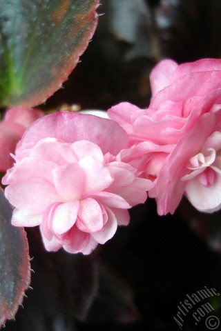 A mobile wallpaper and MMS picture for Apple iPhone 7s, 6s, 5s, 4s, Plus, iPods, iPads, New iPads, Samsung Galaxy S Series and Notes, Sony Ericsson Xperia, LG Mobile Phones, Tablets and Devices: Wax Begonia -Bedding Begonia- with pink flowers and brown leaves.
