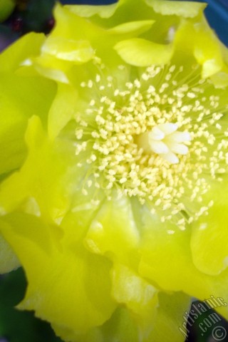 A mobile wallpaper and MMS picture for Apple iPhone 7s, 6s, 5s, 4s, Plus, iPods, iPads, New iPads, Samsung Galaxy S Series and Notes, Sony Ericsson Xperia, LG Mobile Phones, Tablets and Devices: Prickly Pear with yellow flower.
