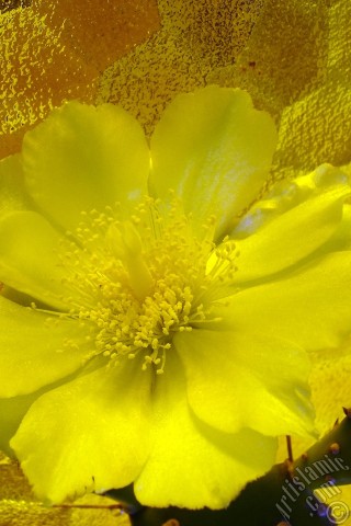 A mobile wallpaper and MMS picture for Apple iPhone 7s, 6s, 5s, 4s, Plus, iPods, iPads, New iPads, Samsung Galaxy S Series and Notes, Sony Ericsson Xperia, LG Mobile Phones, Tablets and Devices: Prickly Pear with yellow flower.
