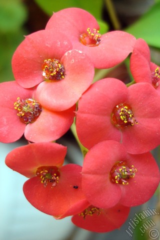 A mobile wallpaper and MMS picture for Apple iPhone 7s, 6s, 5s, 4s, Plus, iPods, iPads, New iPads, Samsung Galaxy S Series and Notes, Sony Ericsson Xperia, LG Mobile Phones, Tablets and Devices: Euphorbia Milii -Crown of thorns- with pink flower.
