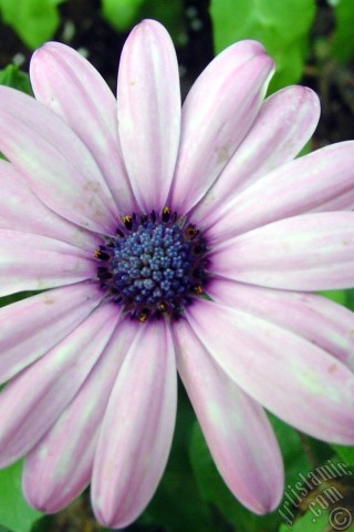 A mobile wallpaper and MMS picture for Apple iPhone 7s, 6s, 5s, 4s, Plus, iPods, iPads, New iPads, Samsung Galaxy S Series and Notes, Sony Ericsson Xperia, LG Mobile Phones, Tablets and Devices: Pink color Trailing African Daisy -Freeway Daisy, Blue Eyed Daisy- flower.
